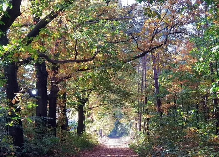 Vakantiehuis Op Rustig Bospark Veluwe