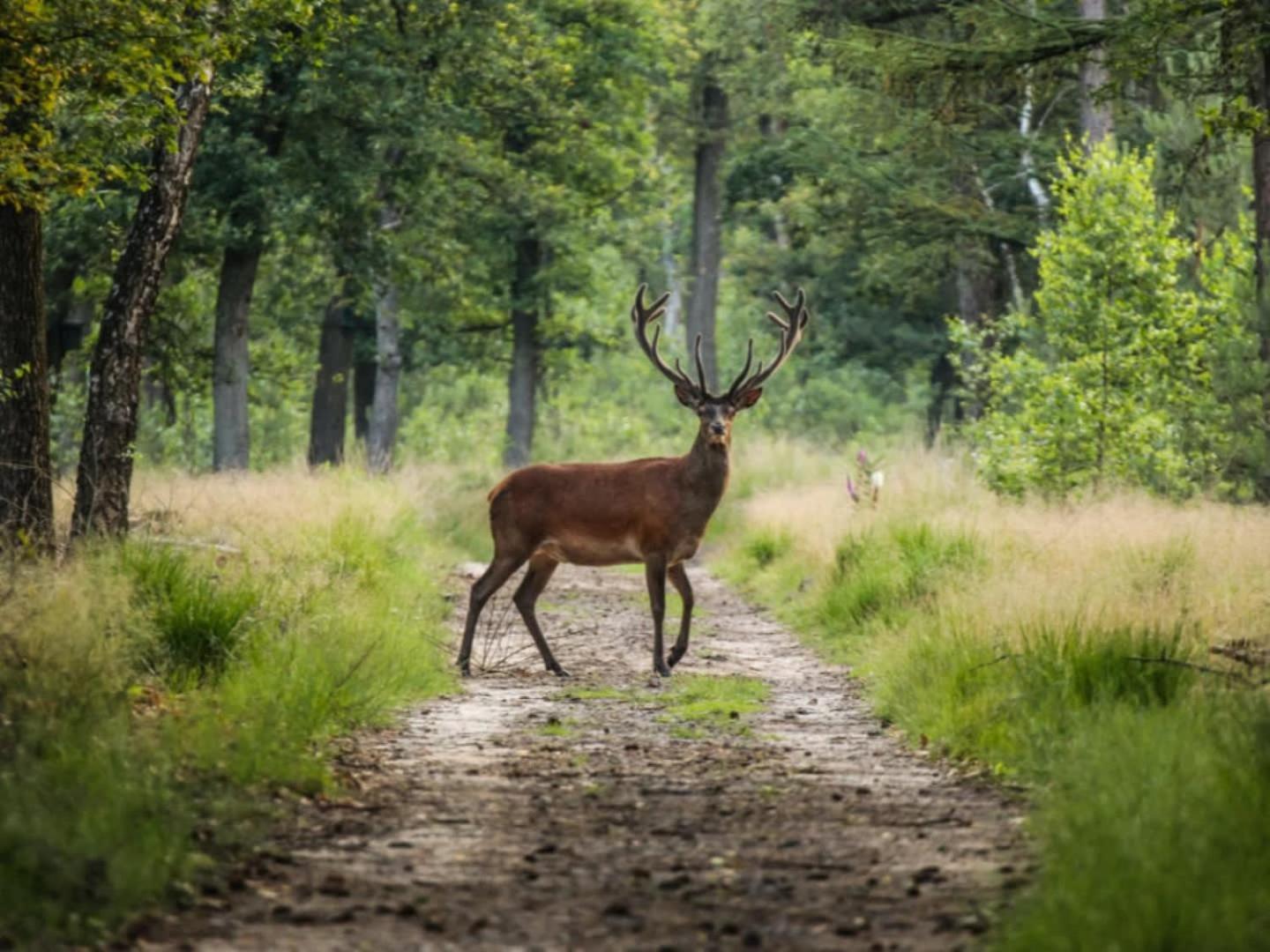 Op Rustig Bospark Veluwe *